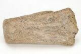 Cretaceous Bony Fish (Thryptodus) Rostrum - Kansas #208322-1